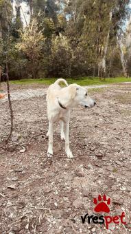 Ράτσα: Άγνωστο - Ημίαιμο | Ηλικία: 8 μηνών | Φύλο: Αρσενικό | Αρ. Microchip: 900263002316644 | Περιοχή: Χαλάνδρι, Αττική
